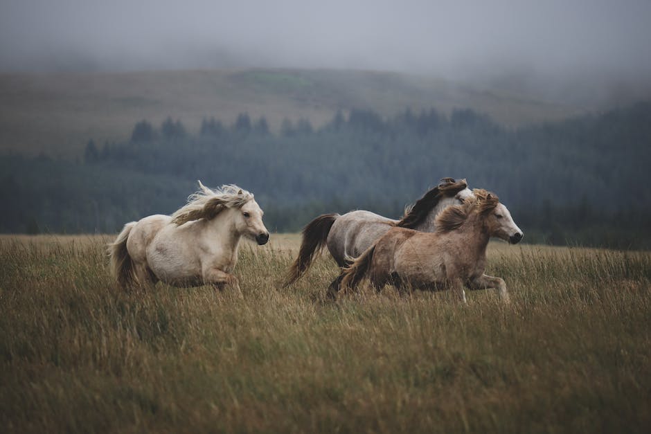 Rüyada Atların Çiftleşmesi